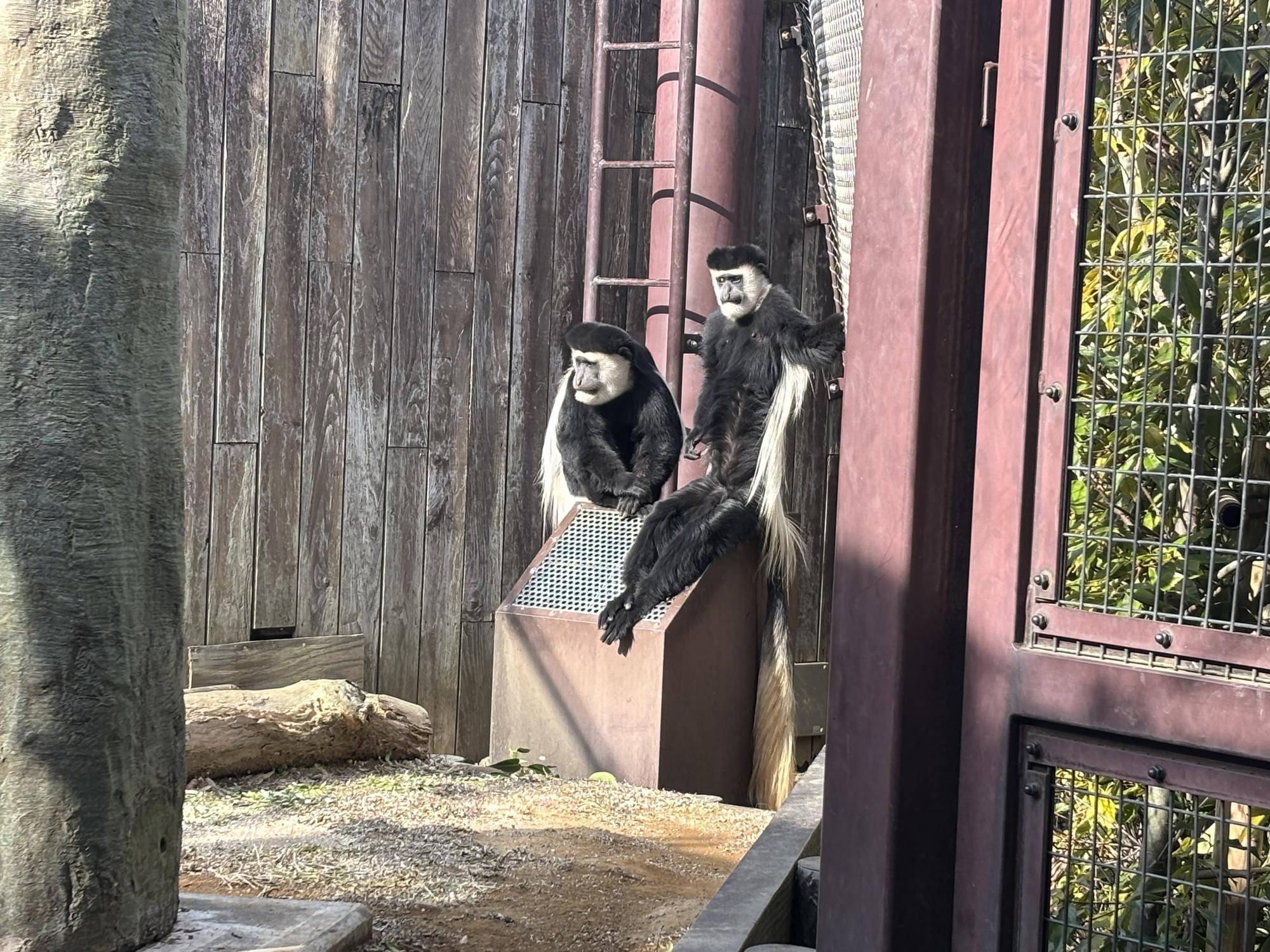 新しいペアの写真