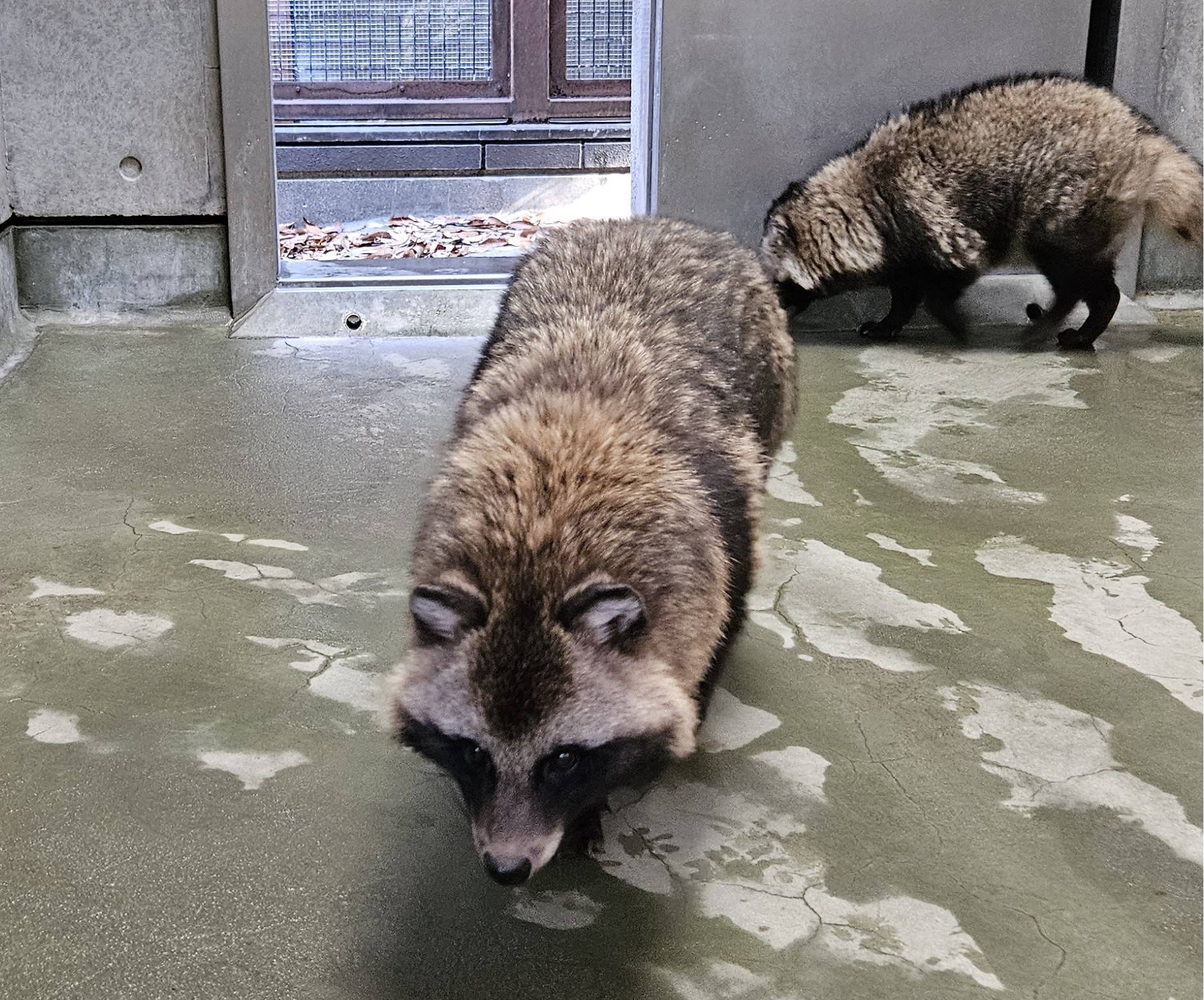 タヌキツ近況ブログ♪4の写真