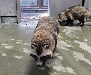 タヌキツ近況ブログ♪4