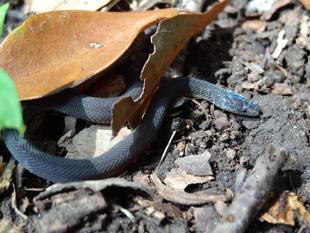 ～　巳年　2　～