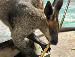 オグロワラビーのお引越し生活⑦