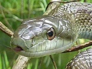 ～　蛇の目　～