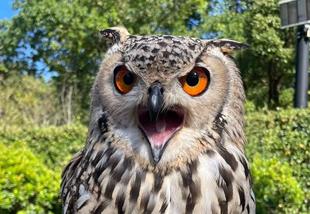 新人バードショー担当の奮闘～その後～