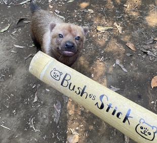 ヤブイヌ通信　Bush から Stick