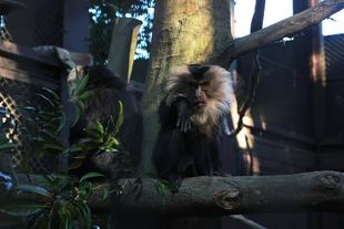 シシオザルの1月