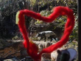 バレンタイン💕バク💕その3