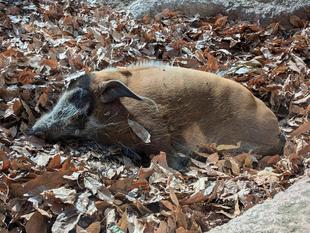 ようやく撮れました！🍂