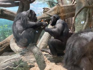 チンパンジーに旬のおやつをプレゼント（２月：カンキツ類）