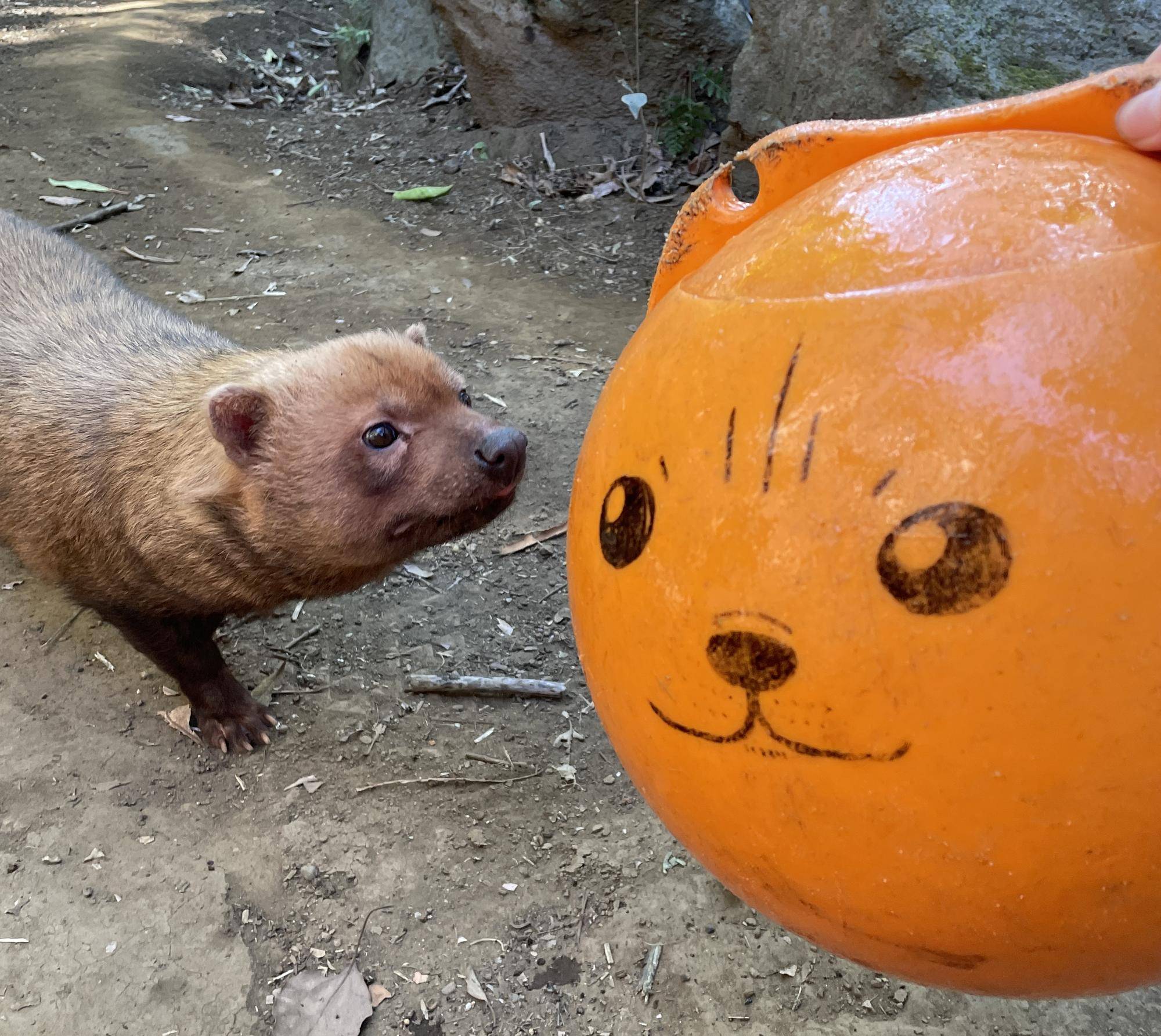 ヤブイヌ通信 カノン、ご対面の写真