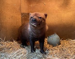 ヤブイヌ通信　パパマル9歳！