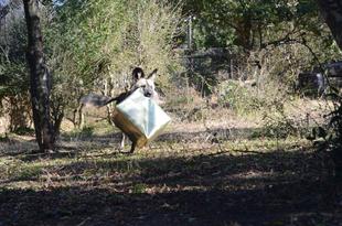 ハッピーバレンタイン！　リカオン編