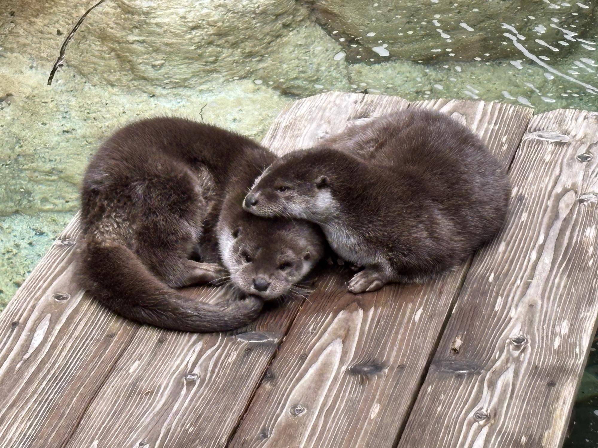 最近のユーラシアカワウソたちの写真