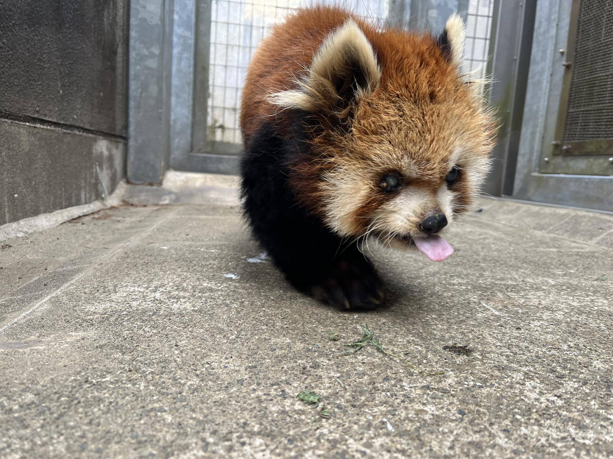 レッサーパンダ ララの最近の写真