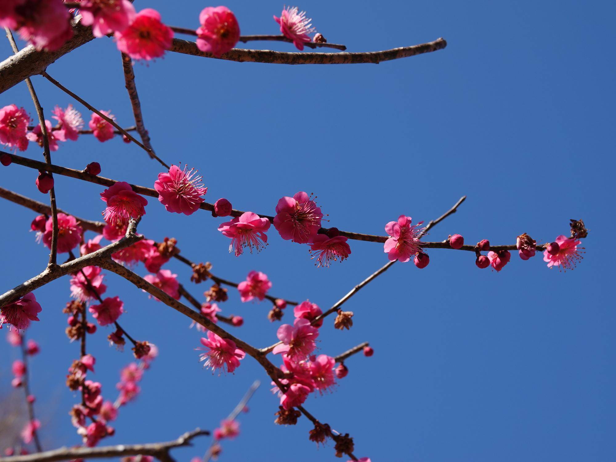 🌸桜ブログpart1の写真