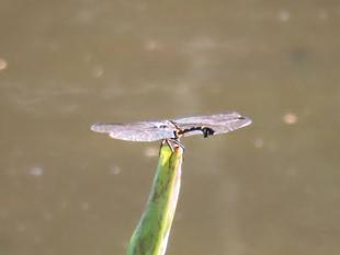 西からのそっくりさん