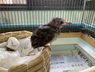 臨時休園の日にやってきたのは🐤③