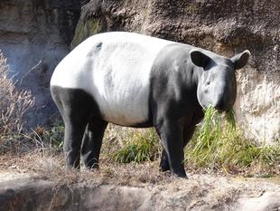 バレンタイン💕バク💕その2