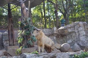 🍫ゴールデンターキンのバレンタイン特別ガイド🍫