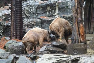 ゴールデンターキンのイケメスたち