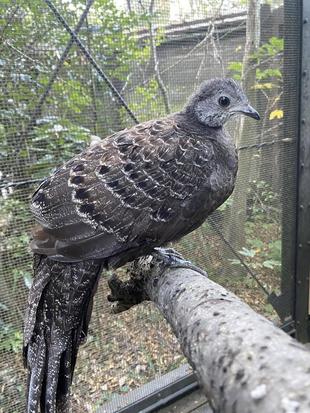 ハイイロコクジャク　ピピ最近の様子②