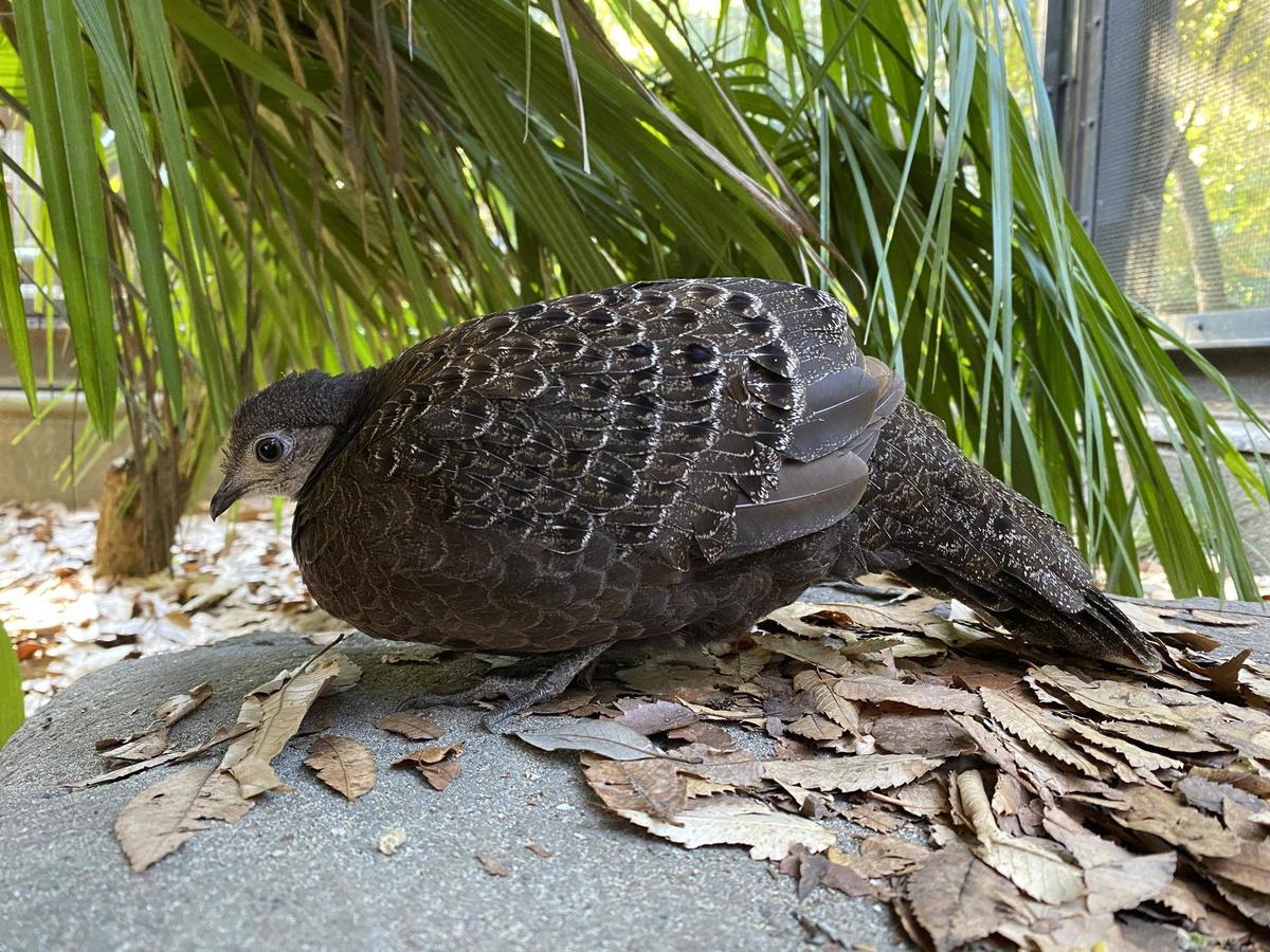 ハイイロコクジャク ピピ最近の様子①|飼育日誌｜ブログ|よこはま 