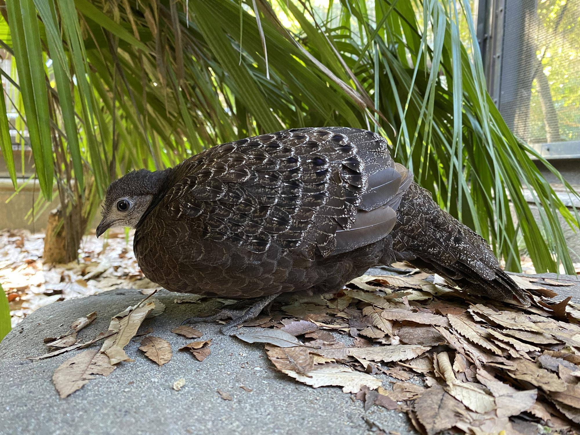 ハイイロコクジャク ピピ最近の様子①の写真