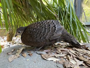 ハイイロコクジャク　ピピ最近の様子①