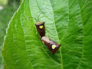 ～　ハート　～