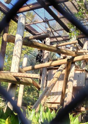 なかなか会えない？ボウシテナガザルのゴピット