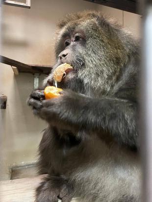 ミートの食べ方と近況