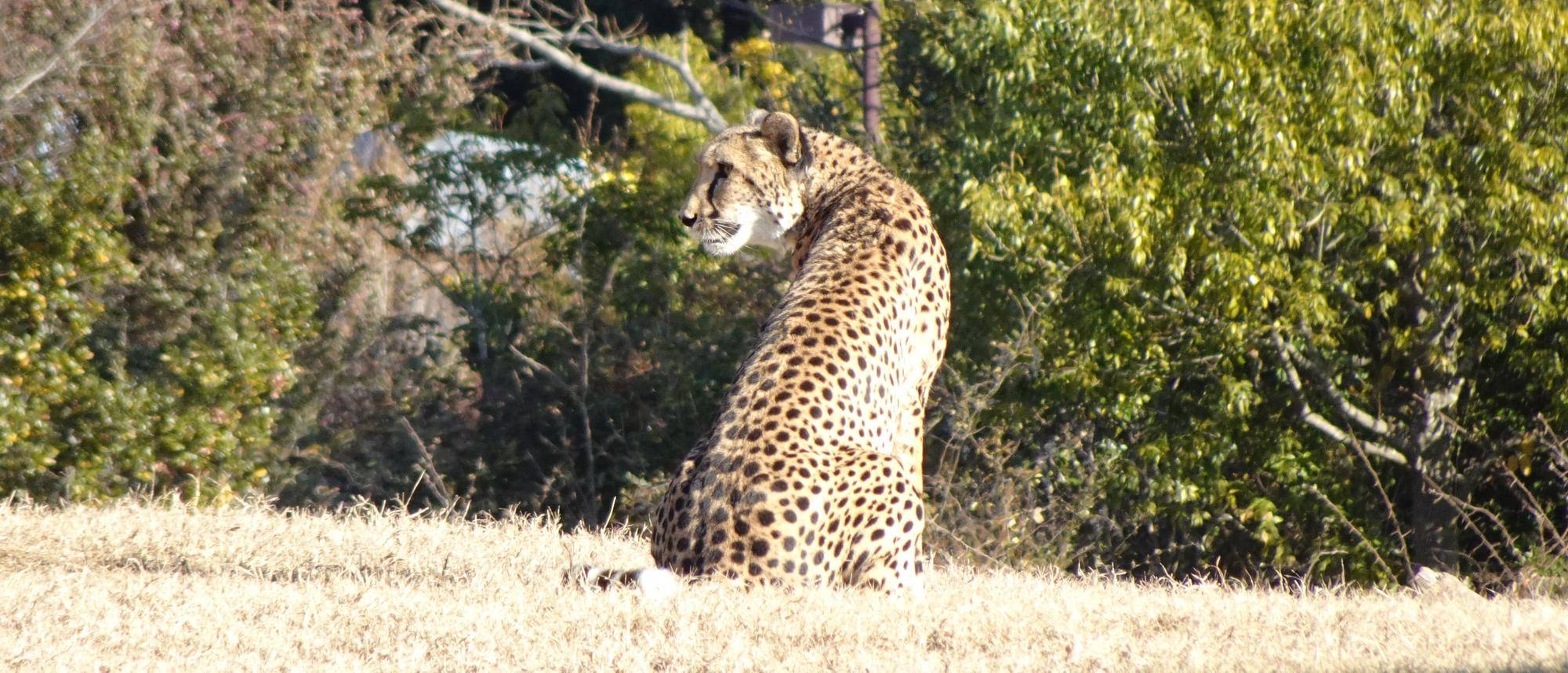 チーターブログ 最近は...の写真