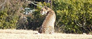 チーターブログ　最近は...