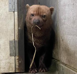 ヤブイヌ通信　界隈で流行りのアクセント？