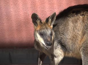 オグロワラビーのお引越し生活⑨