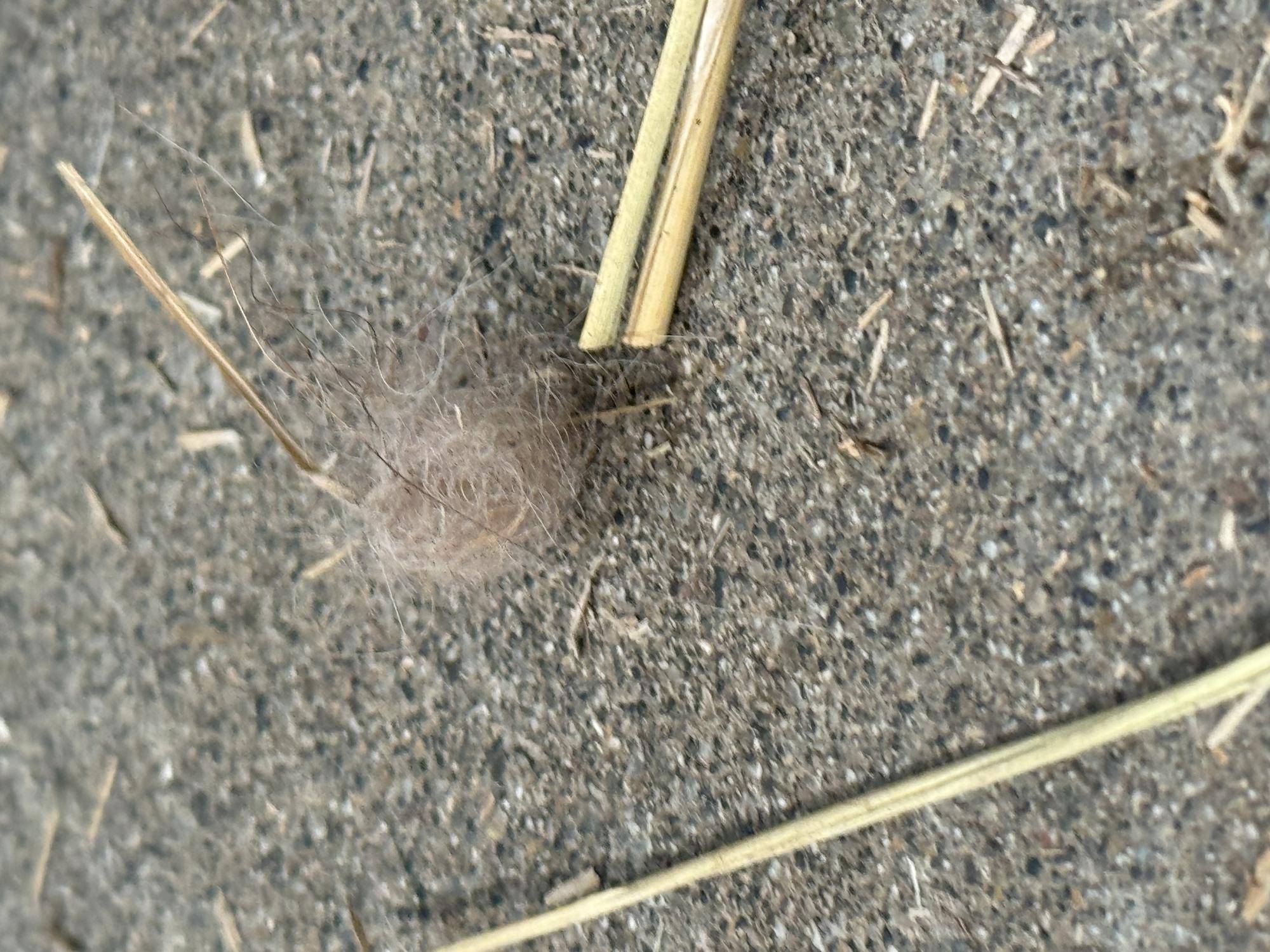 何の毛...?の写真