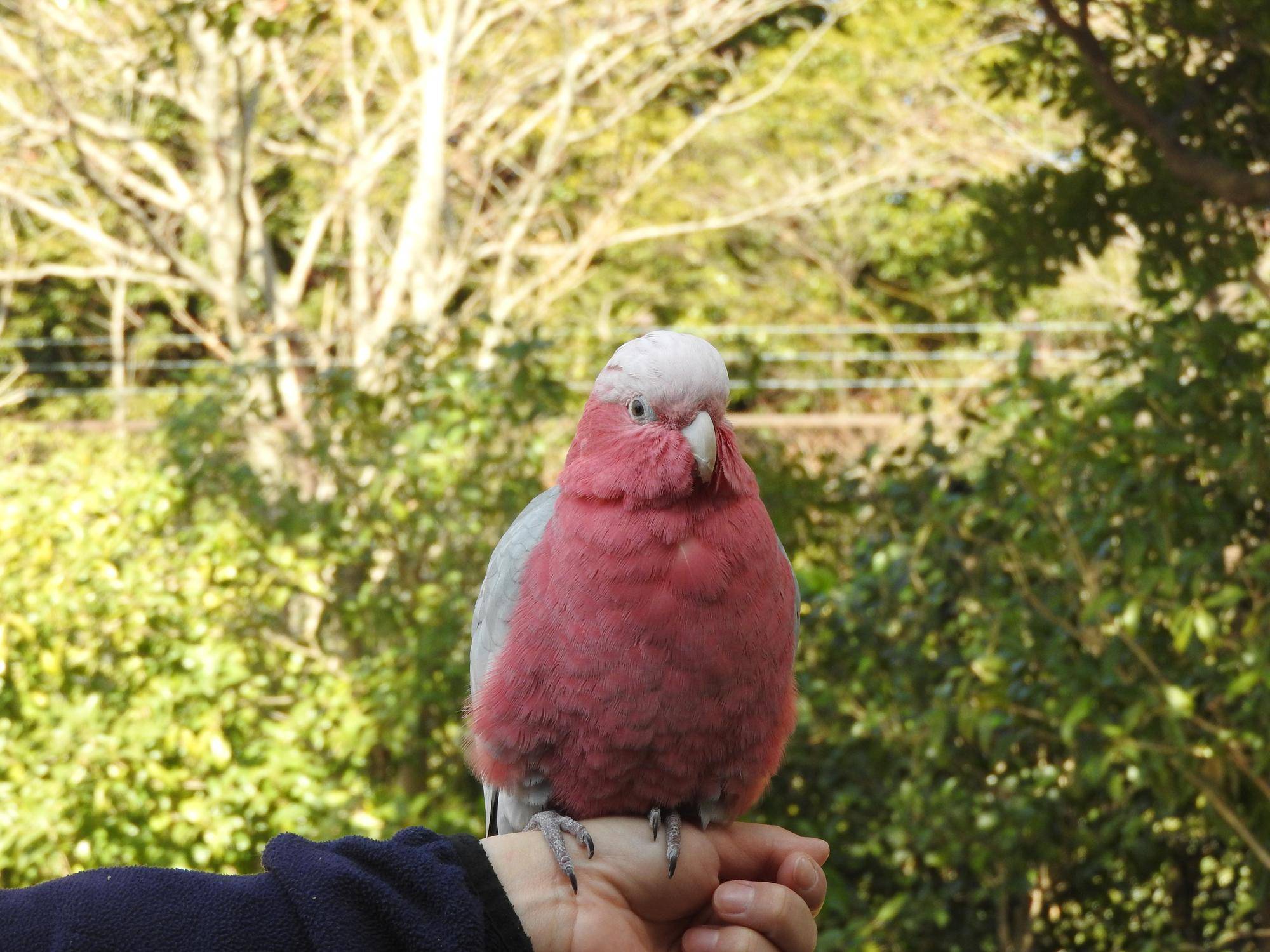 最近のピーチの写真