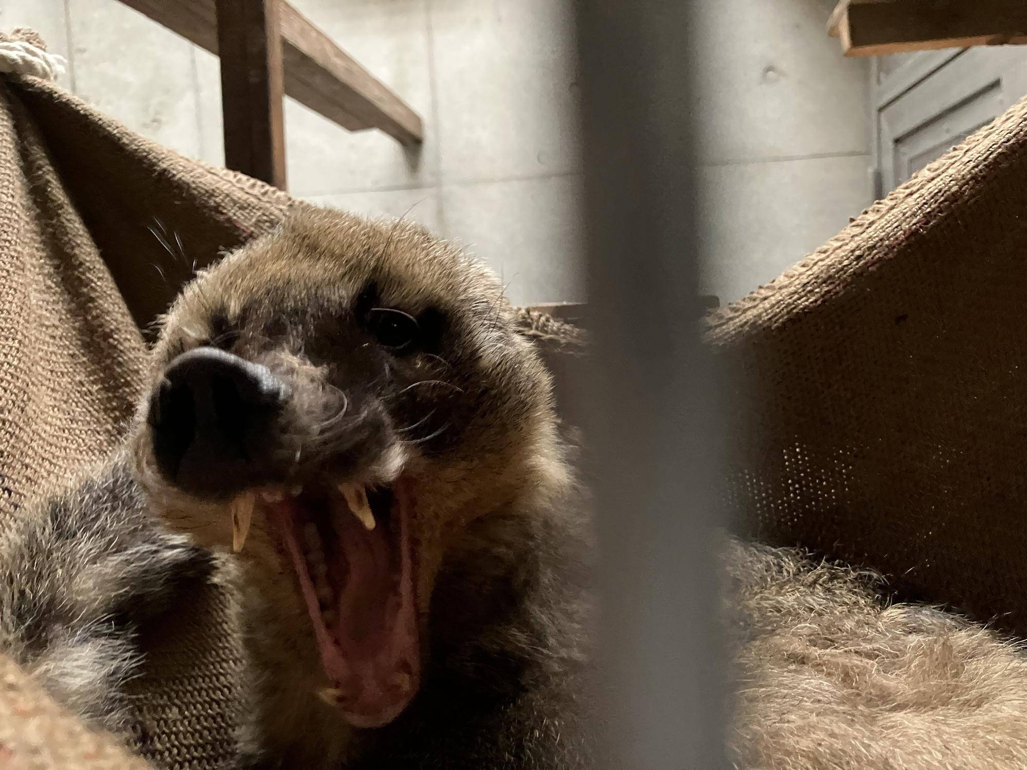 アカハナグマお休み中です②の写真
