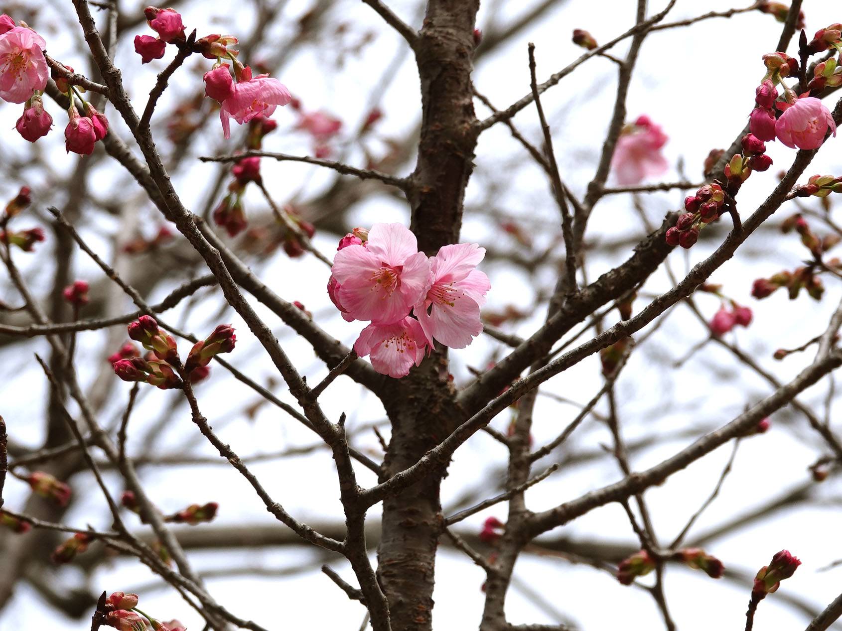 🌸桜ブログpart4の写真