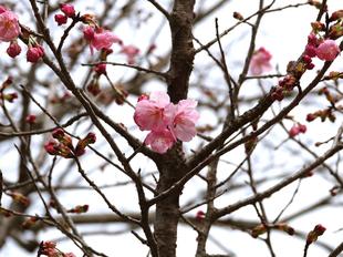 🌸桜ブログpart4