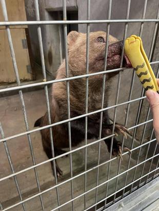 ヤブイヌ通信　パパマル、ガンバル。