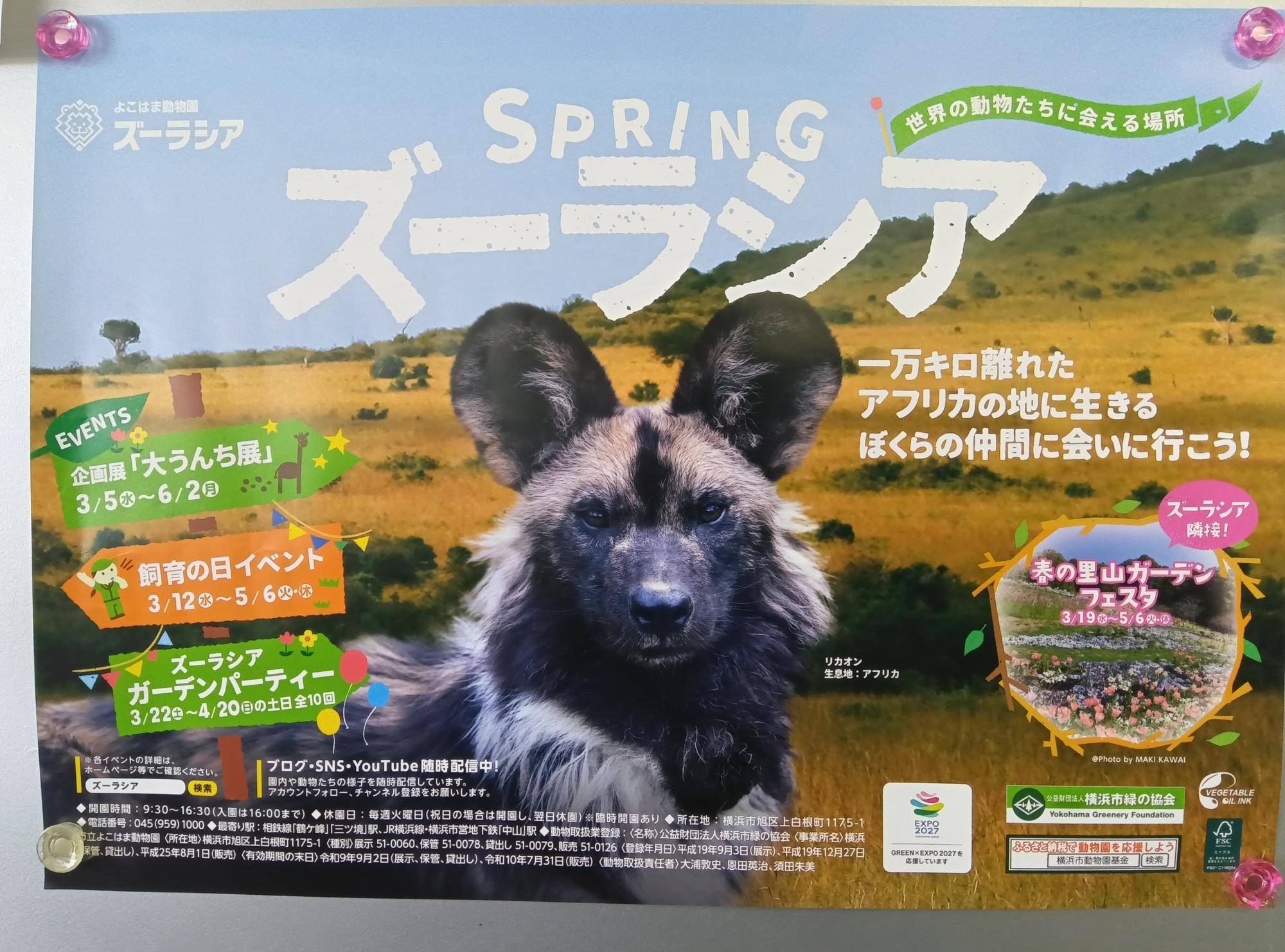 春ポスターがリカオン!の写真