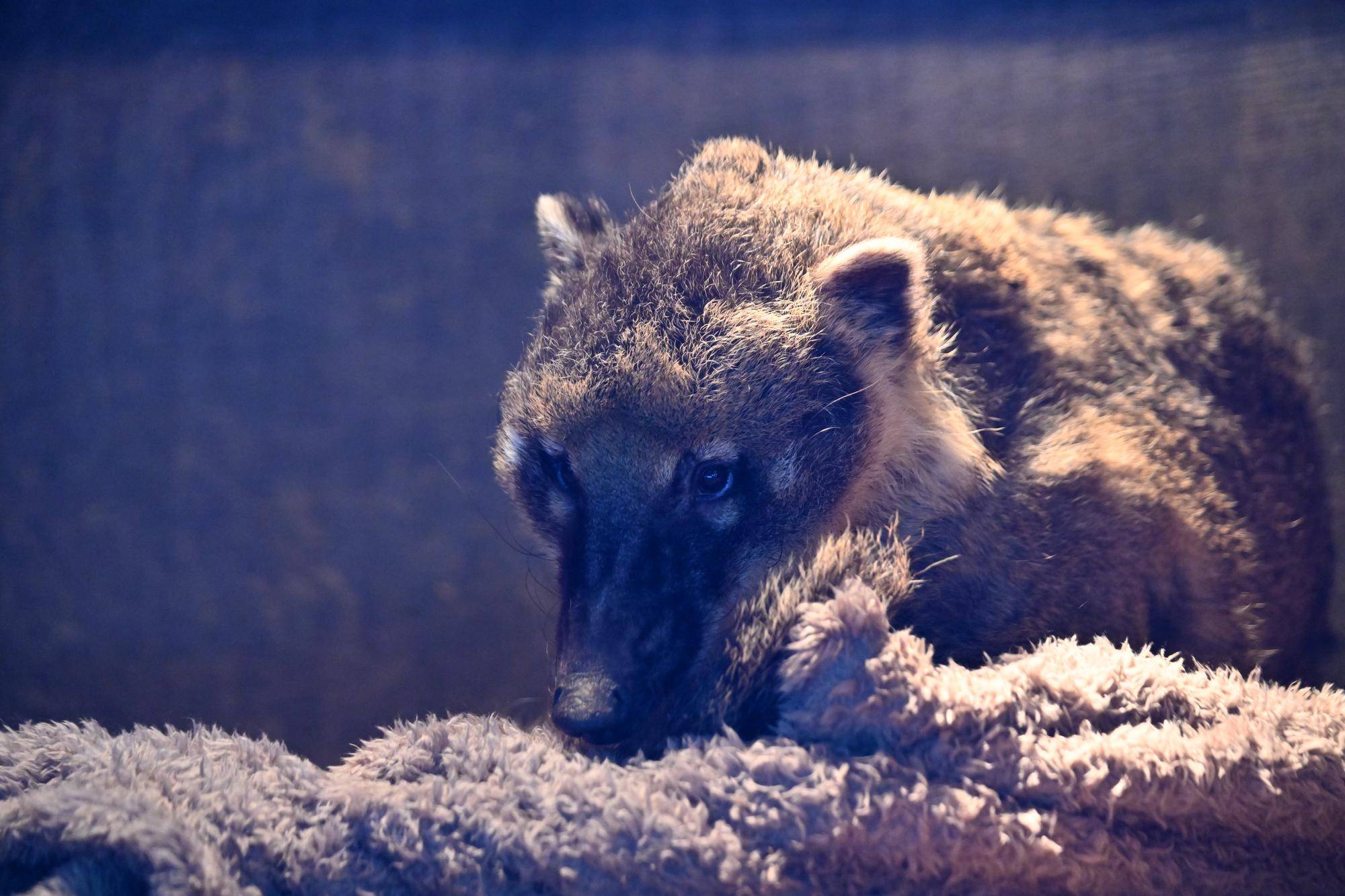 アカハナグマお休み中です。の写真