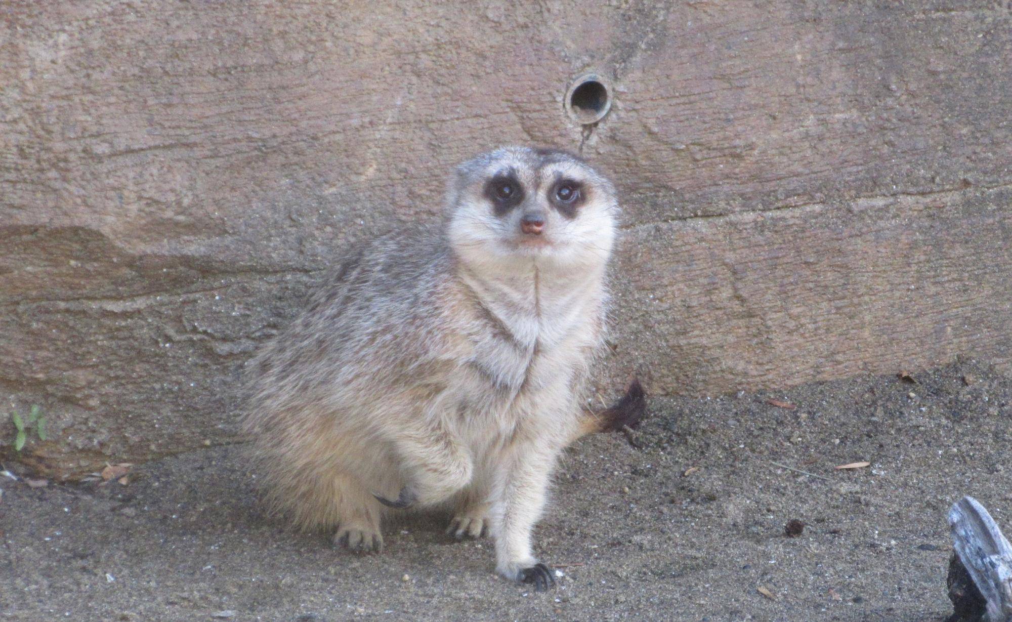 ミーアキャットブログ カルーアが来園しました!の写真