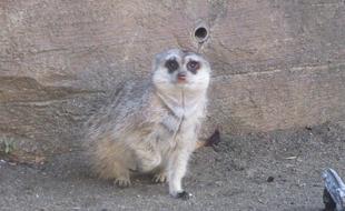 ミーアキャットブログ カルーアが来園しました!