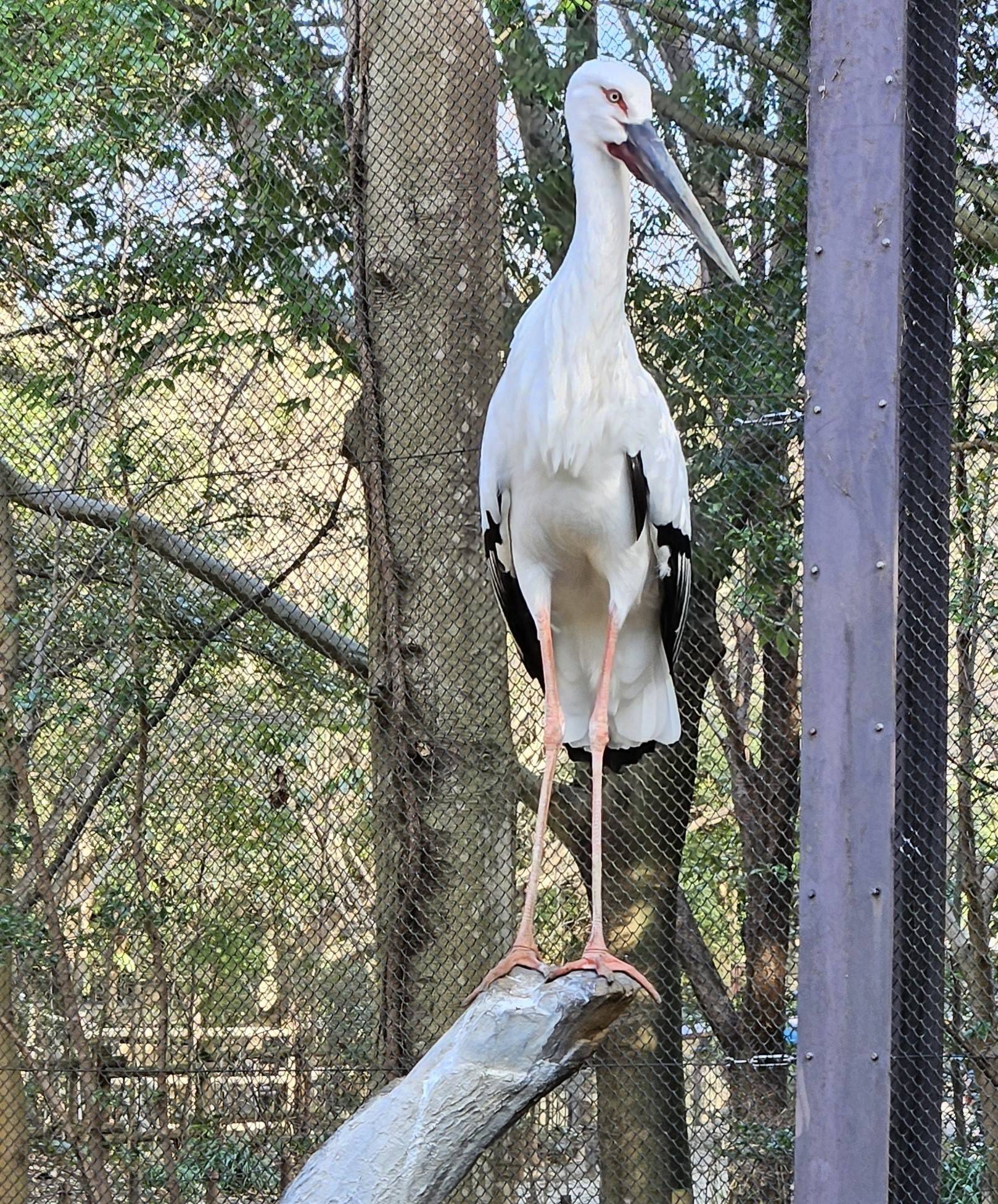 多摩三郎の巣作りの写真