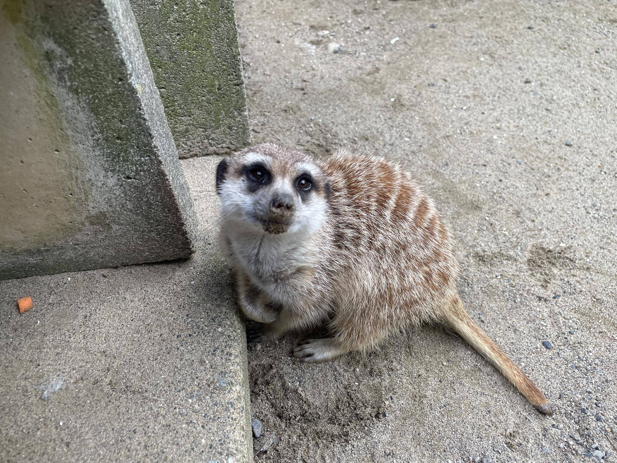 ミーアキャットブログ カナが出園しました!の写真