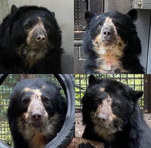メガネ通信 メガネグマの魅力を伝えたい!