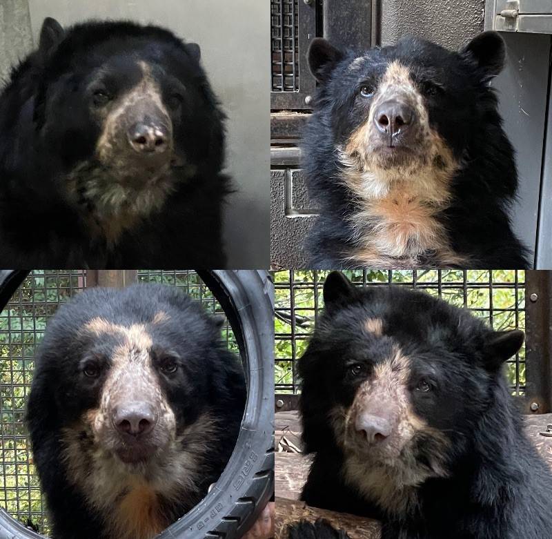メガネ通信 メガネグマの魅力を伝えたい!の写真