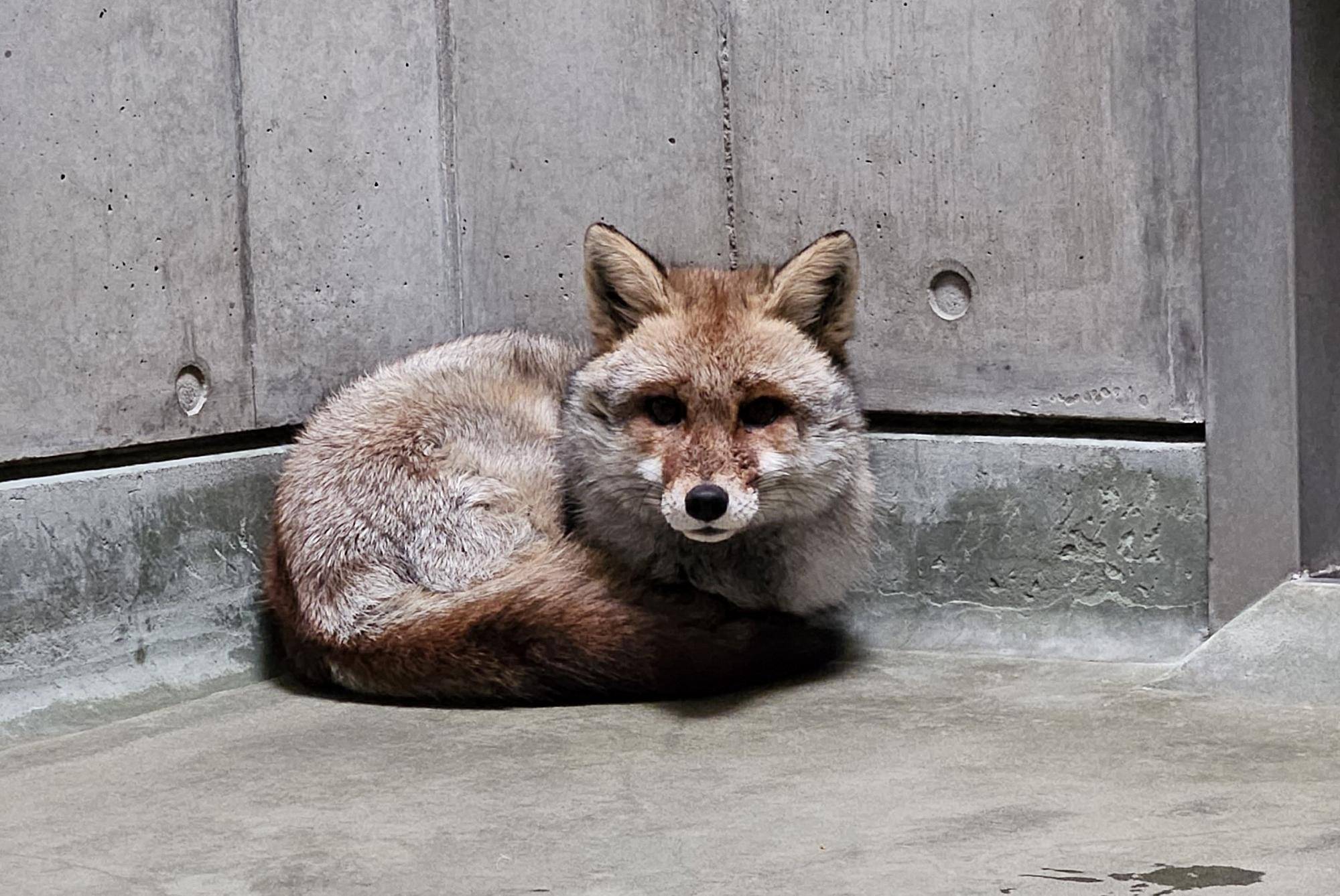 タヌキツ近況ブログ♪5の写真