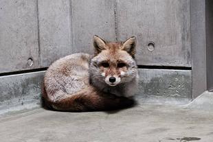 タヌキツ近況ブログ♪5